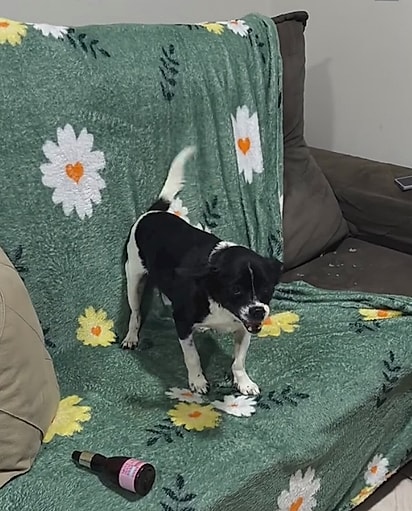 Yoda tinha crises de espirros quando comia.