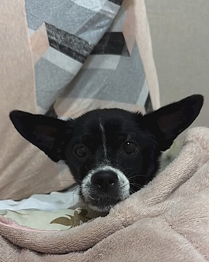 Yoda, um cão resgatado.