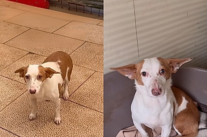 Alice não confia mais em humanos: Voluntários não conseguem fazer cachorrinha de abrigo parar de tremer