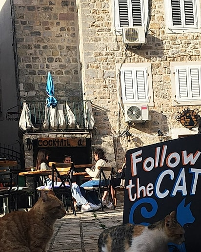 Gatos no Blue Cat Art & Cafe Gatos ao lado de placa Follow the Cat no Blue Cat Art & Cafe