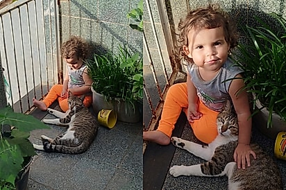 “Ele tem casa, Maria”: Gato da vizinha aparece todos os dias para visitar menina e amizade encanta.
