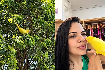 Meu coração transborda de gratidão: Após 28 horas de angústia tutora reencontra ave desaparecida.