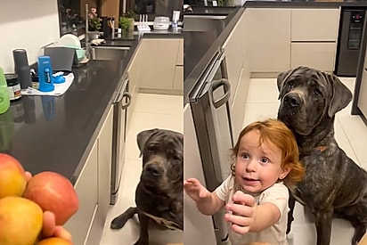 Menina divide maçã com cães gigantes e precisa correr para proteger o próprio pedaço