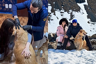 “AME AGORA!”: Após suspeita de câncer, tutores recebem notícia às vésperas de viagem dos sonhos com golden.