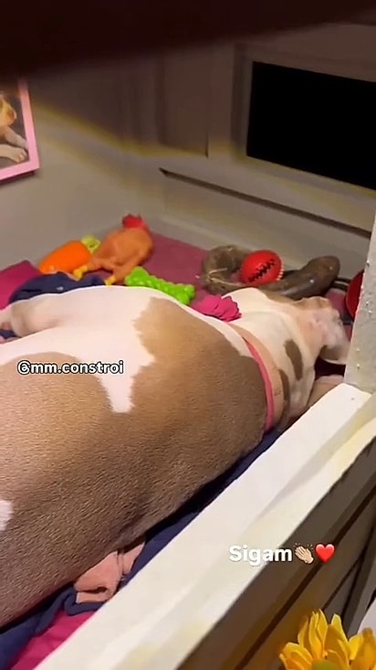 Nina aproveitando a casa nova.