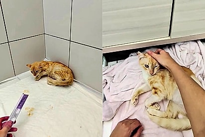Gatinha traumatizada aprende a confiar e a receber carinho após oito meses em lar temporário