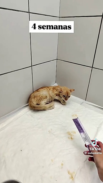 Leona não permitia aproximação.