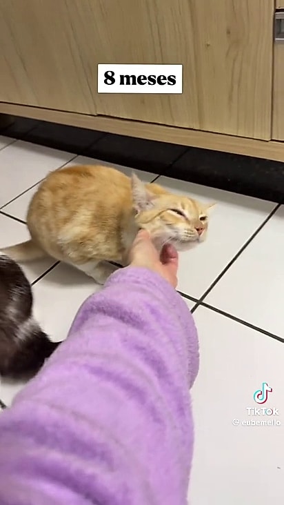 A gatinha passou a aceitar carinho após 8 meses.