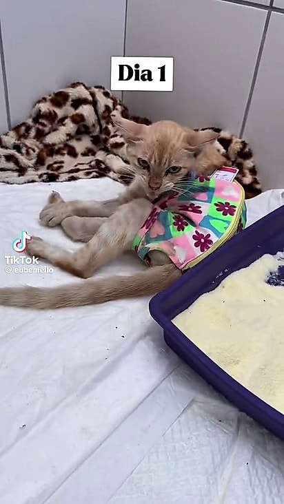 A felina foi resgatada extremamente arisca.