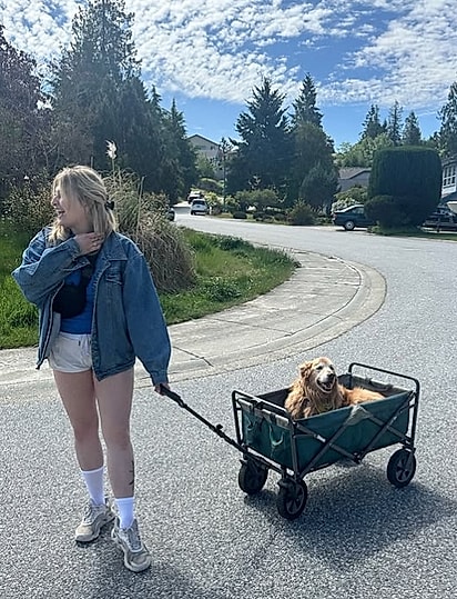 Quando o golden ficou mais velho, Tasha levava ele em um carrinho.