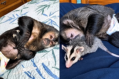 Gambá órfão que perdeu esperanças de viver vê seu mundo ficar colorido novamente após macaca resolver ser sua mamãezinha