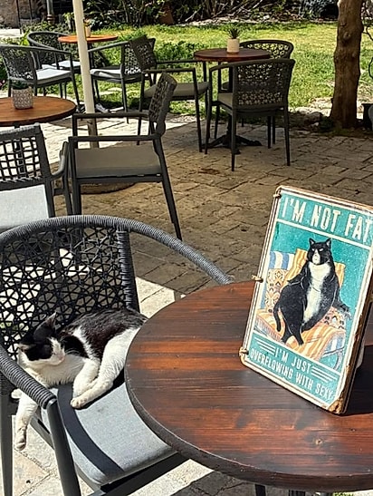 Gata no café Blue Cat Art & Cafe