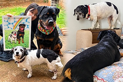 “Confundiram minha solitude com solidão”: Idosinha ganha irmã rottweiler e reação diverte a internet.