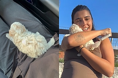 “Acho que minha mulher vai me matar”: Homem resgata cachorrinha minúscula e não imaginava a reação da esposa.