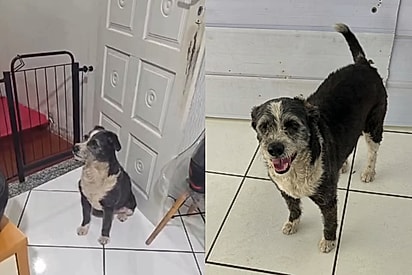 Cão abandonado espera na porta de abrigo pela família que nunca voltou