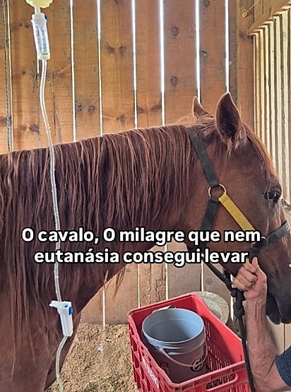 Com o novo tratamento, Iasus começou a reagir e mostrou que ainda queria viver.
