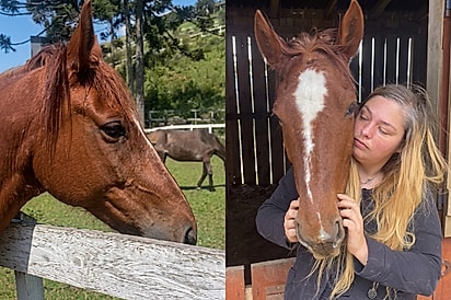 “Ele sobreviveu para me ensinar alguma coisa”: Cavalo resiste a 5 tentativas de eutanásia e surpreende tutora.