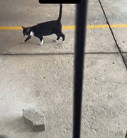 A felina vive nas ruas de Porto Alegre, mas encontrou em Ana alguém em quem pode confiar.