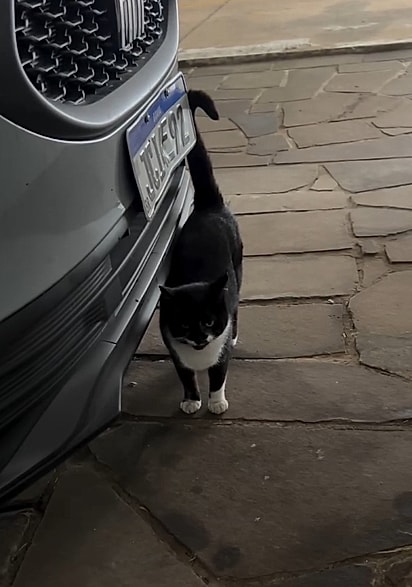 Mesmo sem poder adotá-la, Ana decidiu cuidar da gatinha e agora busca uma família para ela.