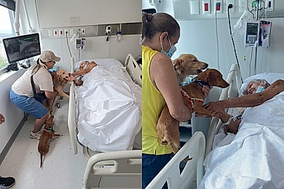 “Ela precisava vê-los”: Filha consegue autorização para cães visitarem mãe internada e reencontro emociona.