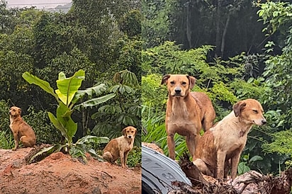 “Eles continuam esperando alguém que nunca vai voltar”: Cães abandonados esperam pela família no mesmo lugar onde foram deixados