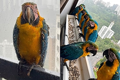 “Nem a chuva espanta”: Araras chegam encharcadas à janela de mulher e encontram carinho e alimento.