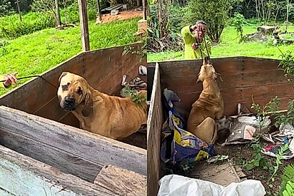 Com tumor, pulgas e carrapatos, cão fila abandonado ganha nova chance ao ser resgatado