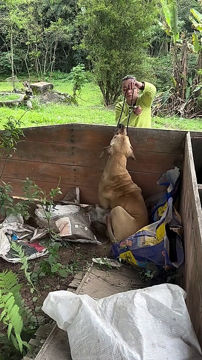 O cachorro tentou resistir ao resgate.