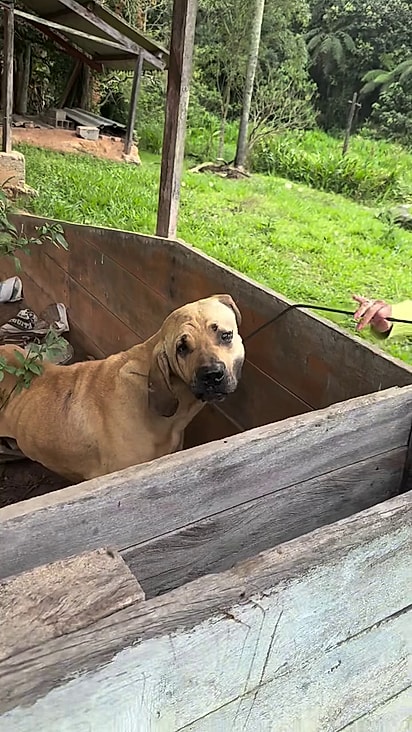 O cão estava assustado e tentou morder os protetores.