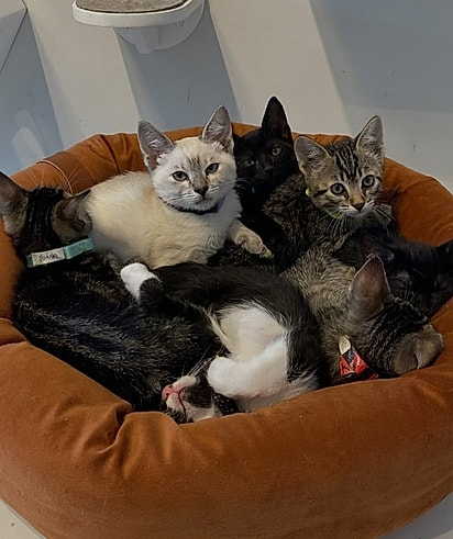Gatos na Gatoffee Cat Café