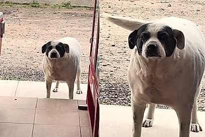 “Claramente passando fome”: Cachorrinha aparece todos os dias na porta de comércio para comprar fiado e dono não consegue negar