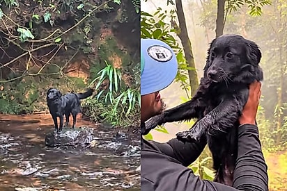 “Como essa bebezinha veio parar aqui?”: Jovem encontra cachorrinha no meio da mata e descobre que ela estava desaparecida