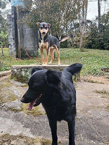 Mel em casa, com seu irmão canino. 