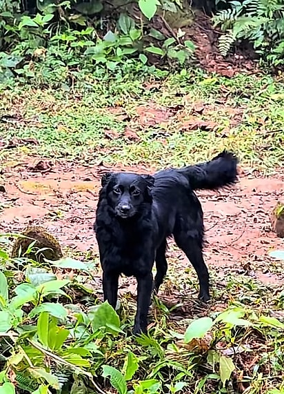 A cachorrinha se perdeu enquanto explorava.