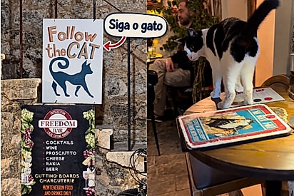 Siga a gata: em ruela, turistas dão de cara com gata ao lado de placa enigmática e resolvem segui-la