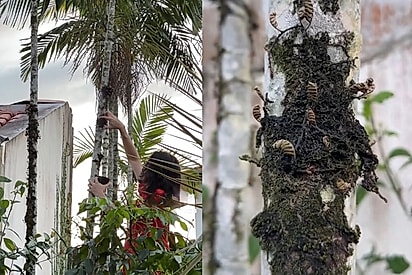 Jovem que pesquisa plantas, encontra samambaia capaz de ressuscitar no quintal de casa e registra momento único