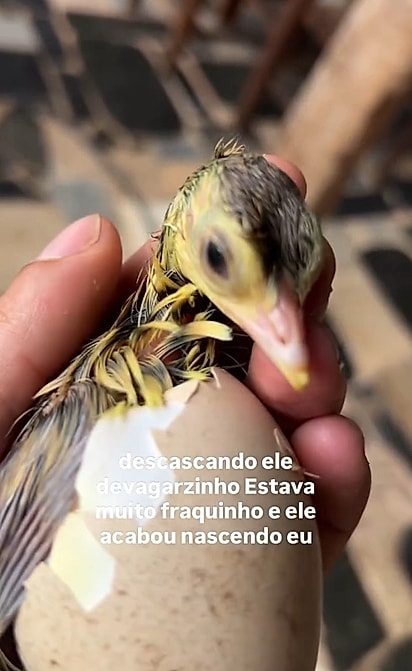O que parecia ser uma triste descoberta se transformou em uma surpresa: dentro do ovo, o pequeno pavão ainda lutava pela vida.