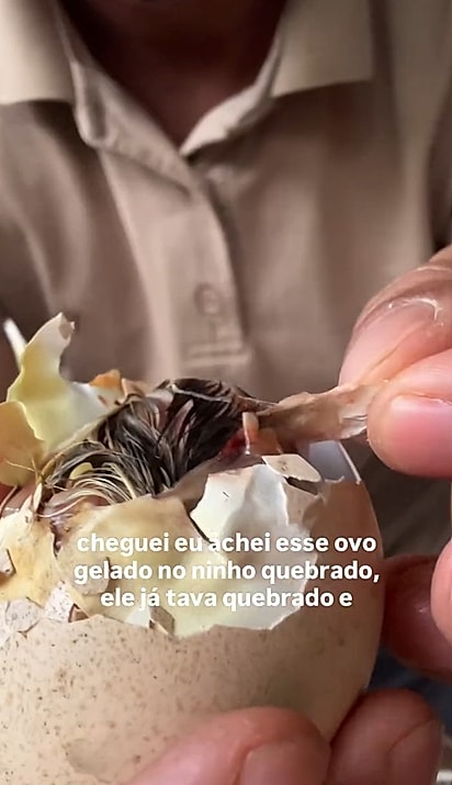 Ao voltar de viagem, Jhonata encontrou o ovo gelado e com a casca quebrada, acreditando que o filhote não estivesse mais vivo.