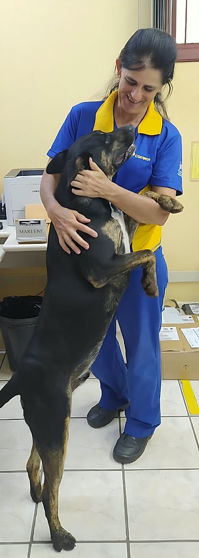 O cão adora acompanhar a carteira.