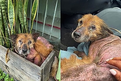 Mesmo com quase 100 animais resgatados, protetora não consegue fechar os olhos