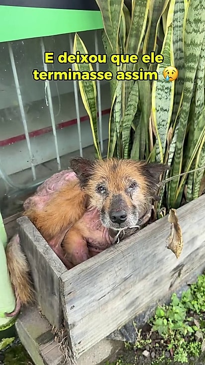 O animal foi encontrado em um canteiro de plantas.