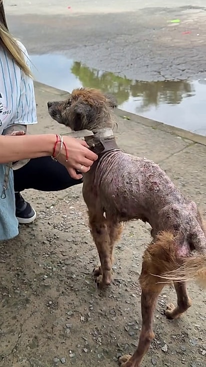 O cão está extremamente magra.