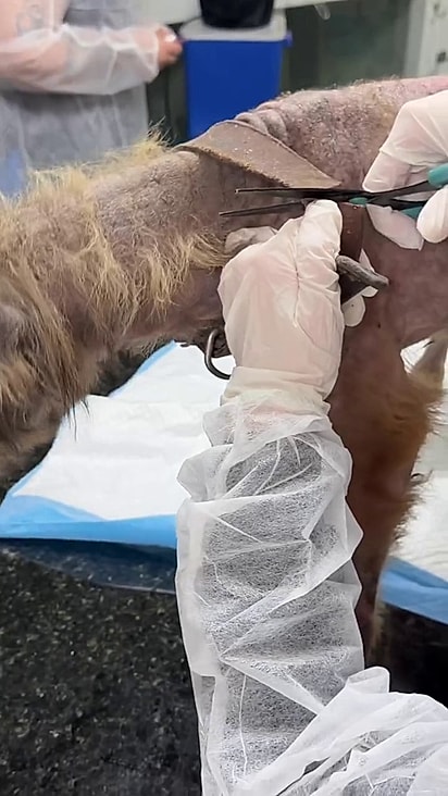 Veterinários cortaram a coleira antiga do pescoço do cão.
