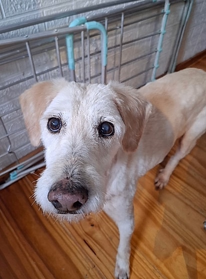 O pelo embolado deu lugar a um visual renovado, revelando uma cachorrinha linda.