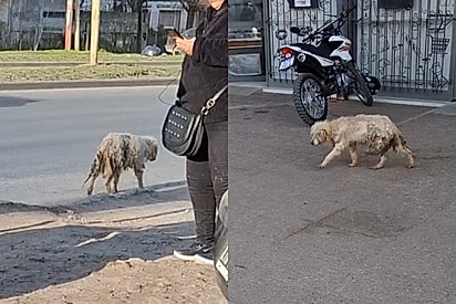 “Ninguém a via, até que dois anjos se aproximaram”: Cachorrinha esquecida nas ruas finalmente conhece o carinho
