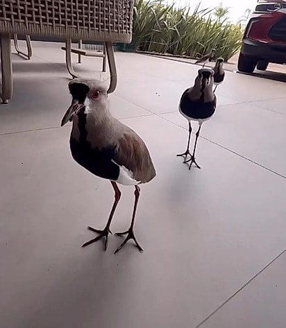 Ricardo Lopes é cirurgião-dentista em Xangri-lá, no Rio Grande do Sul, e conquistou amizades pra lá de especiais com as aves da região.