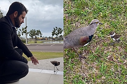 “Amigo até de quero-quero!”: Dentista conquista confiança de aves protetoras e surpreende ao se aproximar de filhote.
