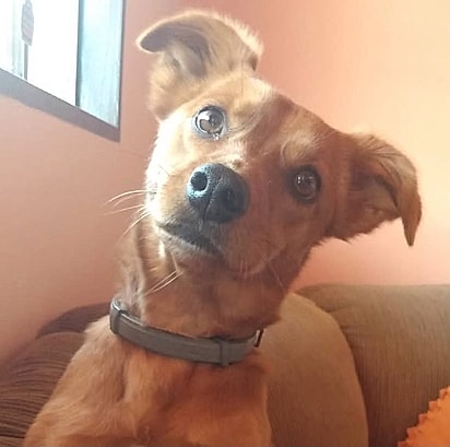 Hanna - uma cachorrinha caramelo