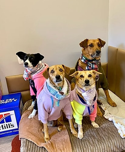 Os quatro cãezinhos.