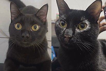 Mulher que tinha o sonho de ter um gato preto adota um e ele fica branco: Jogaram Qboa?